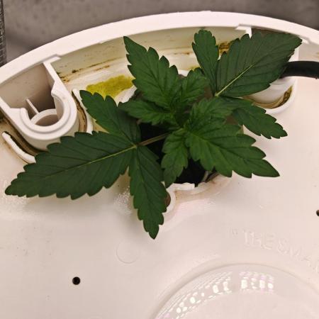 FAT MONKEY AUTO