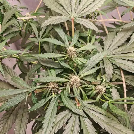 PINEAPPLE RUNTZ AUTO