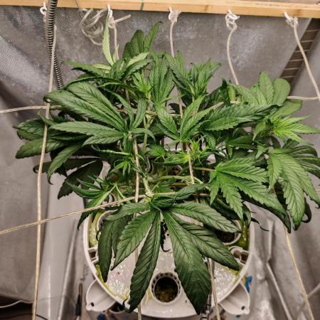 Strawberry gorilla auto