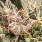 Strawberry gorila auto