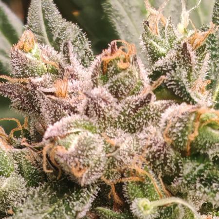 Strawberry gorila auto
