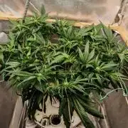 Strawberry gorilla auto