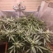FAT MONKEY AUTO