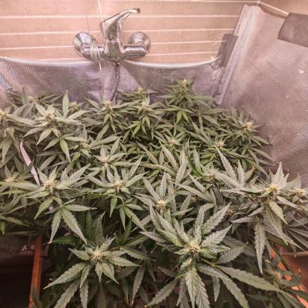 FAT MONKEY AUTO