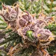 Strawberry gorilla auto