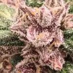 PINEAPPLE RUNTZ AUTO