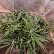 Strawberry gorilla auto