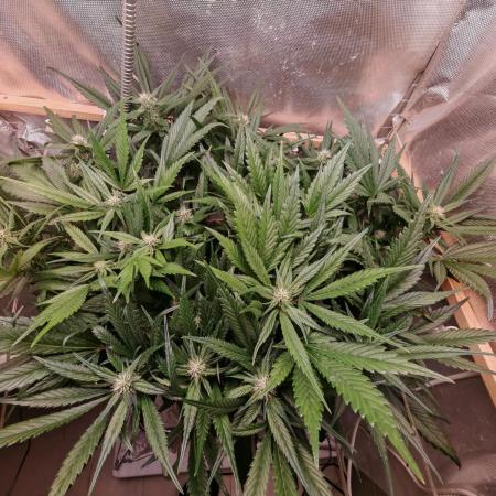 Strawberry gorilla auto