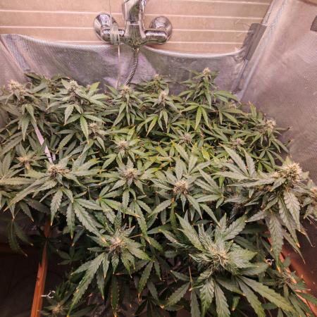 FAT MONKEY AUTO