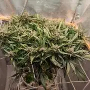 Strawberry gorilla auto