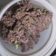 PINEAPPLE RUNTZ AUTO