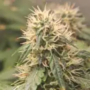 FAT MONKEY AUTO