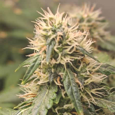 FAT MONKEY AUTO