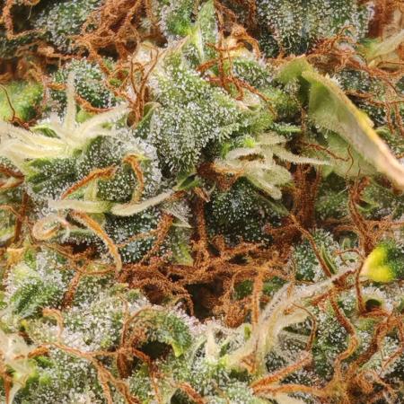 FAT MONKEY AUTO