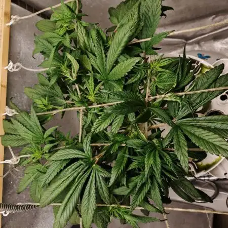 Strawberry gorilla auto