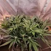 Strawberry gorilla auto