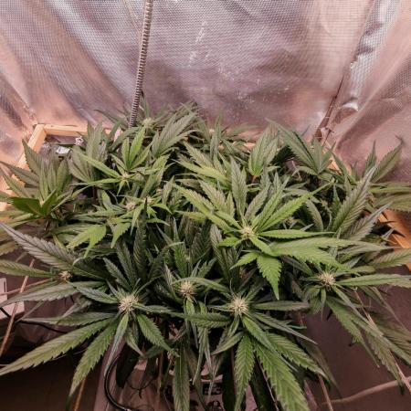 Strawberry gorilla auto