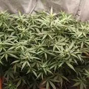 FAT MONKEY AUTO