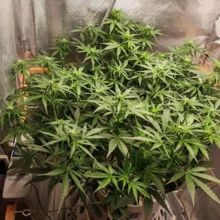 Fat monkey auto