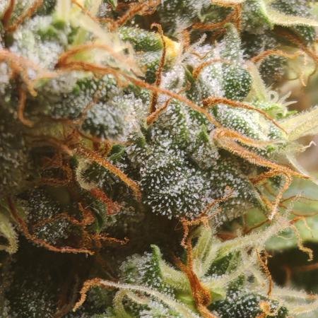 FAT MONKEY AUTO