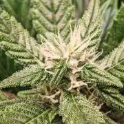 Strawberry gorilla auto