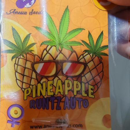 PINEAPPLE RUNTZ AUTO