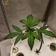 Strawberry gorilla auto