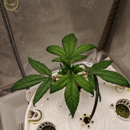 Strawberry gorilla auto