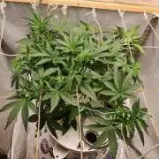 FAT MONKEY AUTO