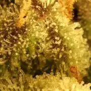 Fat monkey auto