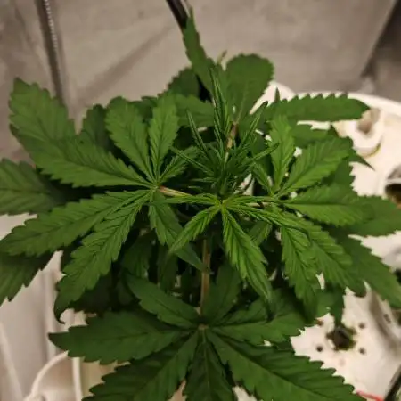 PINEAPPLE RUNTZ AUTO