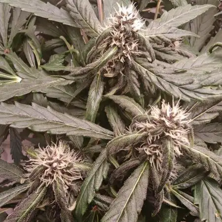 PINEAPPLE RUNTZ AUTO