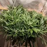 Strawberry gorilla auto