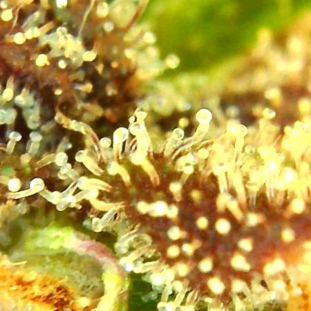 Strawberry gorila auto