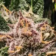 Strawberry gorilla auto