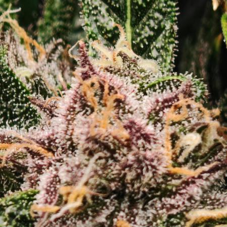 Strawberry gorilla auto