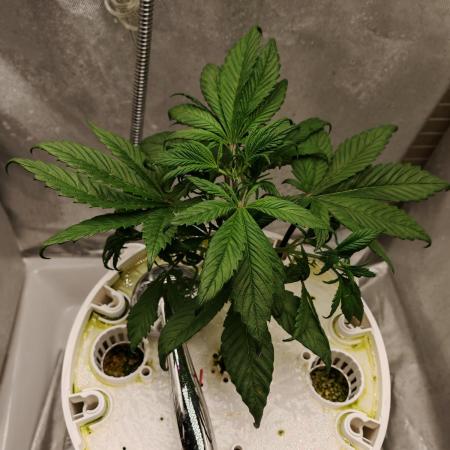 Strawberry gorilla auto