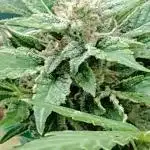 Budget grow