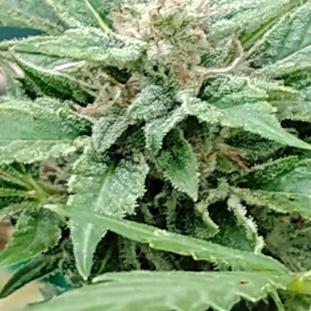 Budget grow
