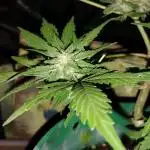 Budget grow