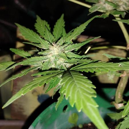 Budget grow