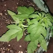 Popped Cherry Summer