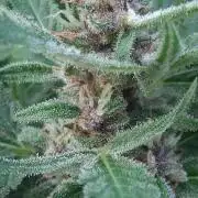 Apple joint a day keeps...
