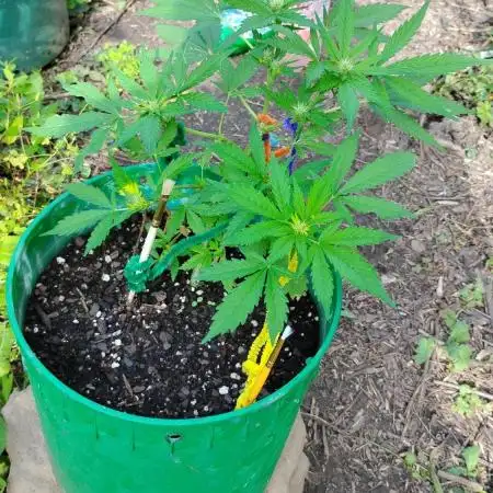 Budget grow