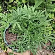 Apple joint a day keeps...