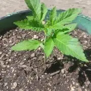 Popped Cherry Summer