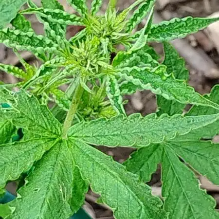 Budget grow