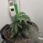 First VGrow - Kawazaki im Smart Zelt