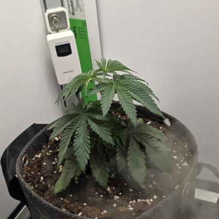First VGrow - Kawazaki im Smart Zelt