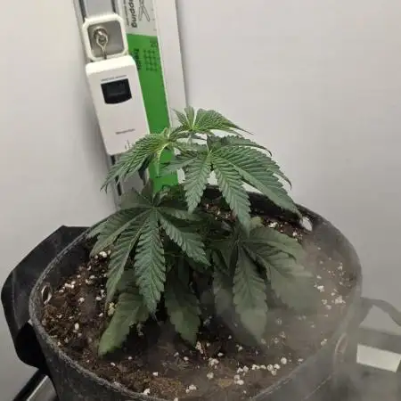 First VGrow - Kawazaki im Smart Zelt